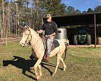 gaited-kentucky-mountain-horse