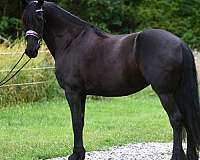 black-hackney-horse