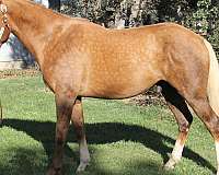 barrel-quarter-horse