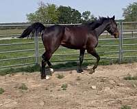 bay-thoroughbred-gelding