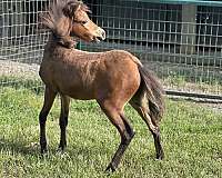 amhr-aspc-miniature-filly-mare