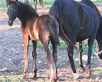 white-star-above-left-rear-hoove-horse