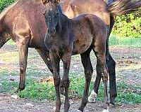 black-white-star-above-left-rear-hoove-horse