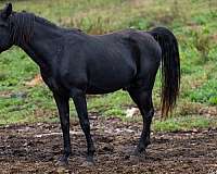 malabar-arabian-horse