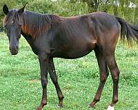 malabar-horse