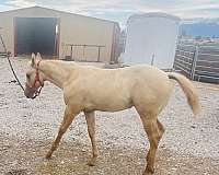 quarter-horse-for-sale