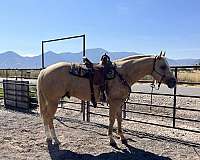 palomino-aqha-filly