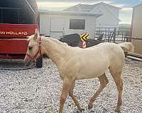 palomino-aqha-horse