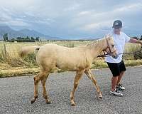 palomino-filly-for-sale