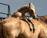 palomino-for-sale