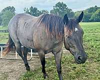 quarter-horse-for-sale