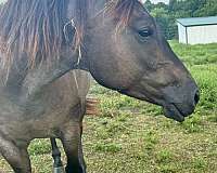 quarter-horse-mare