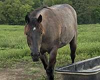 blue-roan-roan-quarter-horse-mare