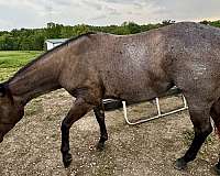 blue-roan-roan-mare-for-sale