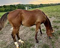 quarter-horse-for-sale