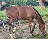 awesome-colt-quarter-horse