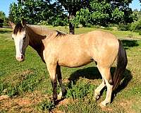 buckskin-twhbea-filly-mare