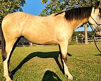 last-chance-tennessee-walking-horse