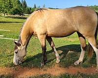 sassy-tennessee-walking-horse