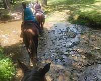 red-roan-strip-horse