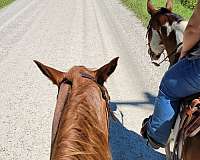 red-roan-snip-horse