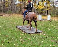 equitation-quarter-horse