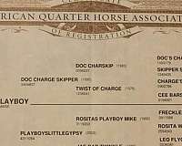 foundation-quarter-horse