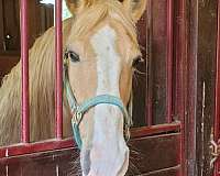 palomino-gelding