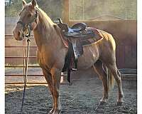 palomino-horse-for-sale