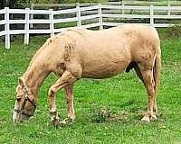 beginner-gelding