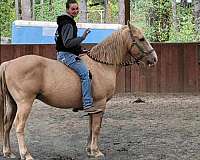 jumping-gelding