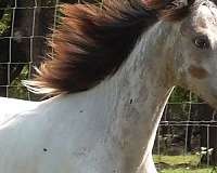 guaranteed-leopard-producer-appaloosa-horse