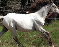 guaranteed-color-producer-appaloosa-horse