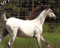 indian-shuffler-horse