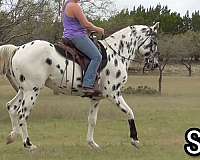 guaranteed-leopard-producer-stallion