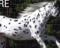 far-appaloosa-horse