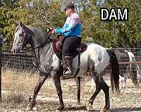 gaited-walkaloosa-appaloosa-horse