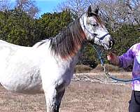 guaranteed-leopard-producer-appaloosa-horse