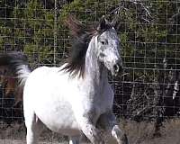 guaranteed-color-producer-appaloosa-horse