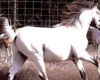 indian-shuffler-stallion