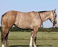 quarterhorse-filly