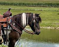 all-around-miniature-horse