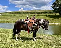 ranch-work-miniature-horse