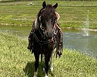 driving-miniature-horse