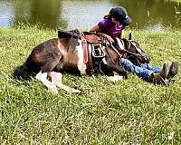 gymkhana-miniature-horse