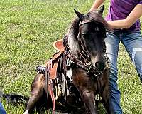 jumping-miniature-horse