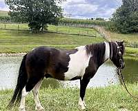 lesson-miniature-horse