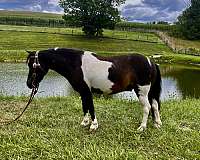 playday-miniature-horse