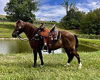 working-cattle-miniature-pony