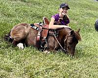 grulla-trained-pony